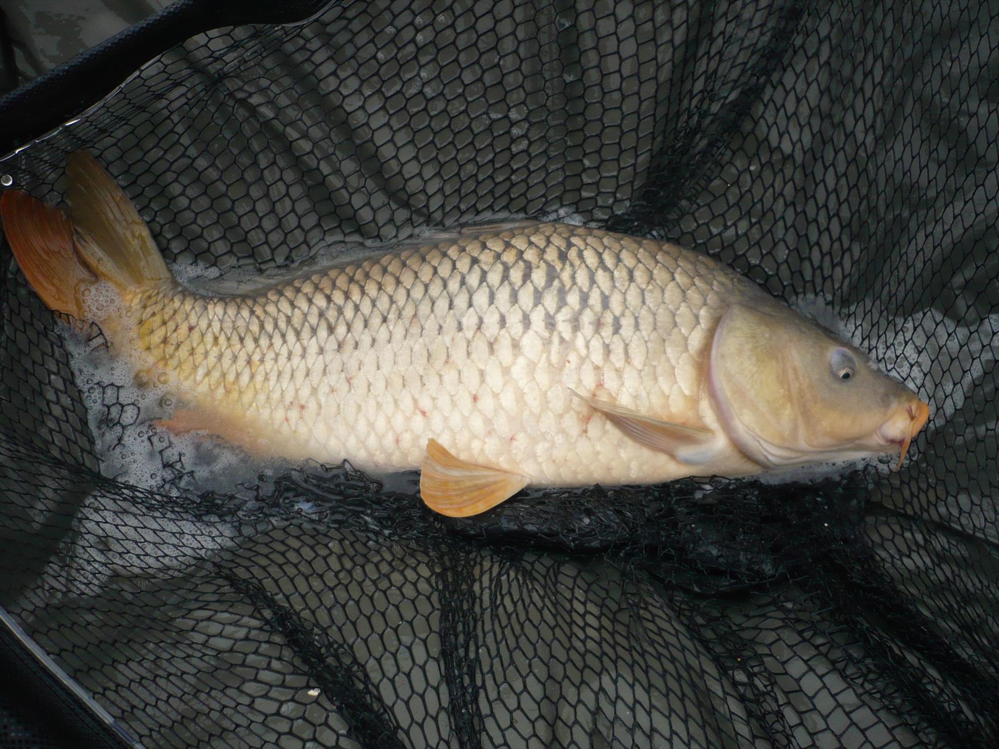 MV2 - 24.OCT.2013 - p1010829.JPG